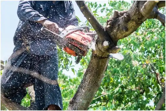 tree services Ooltewah